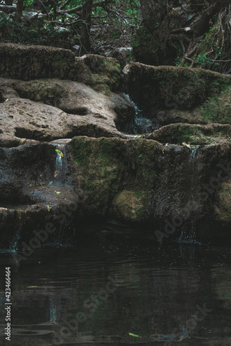 tree in the water