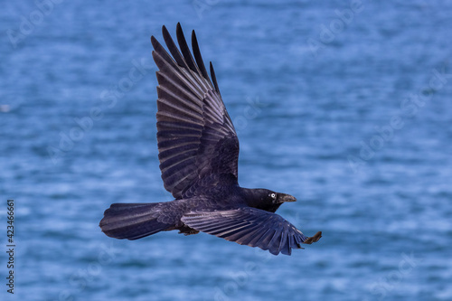 Australian Raven in flight over ocean
