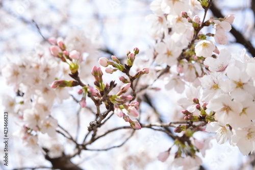 桜 © 井上 雅之