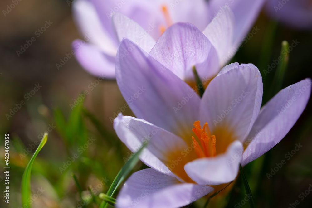 Fototapeta premium spring crocus flowers