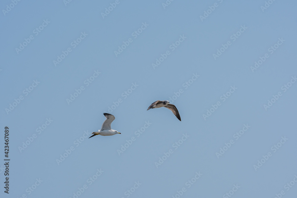 Seagulls flying in clear blue sky.