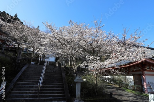 奈良県　壷阪寺の桜大仏 © narautsu