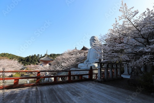 奈良県　壷阪寺の桜大仏