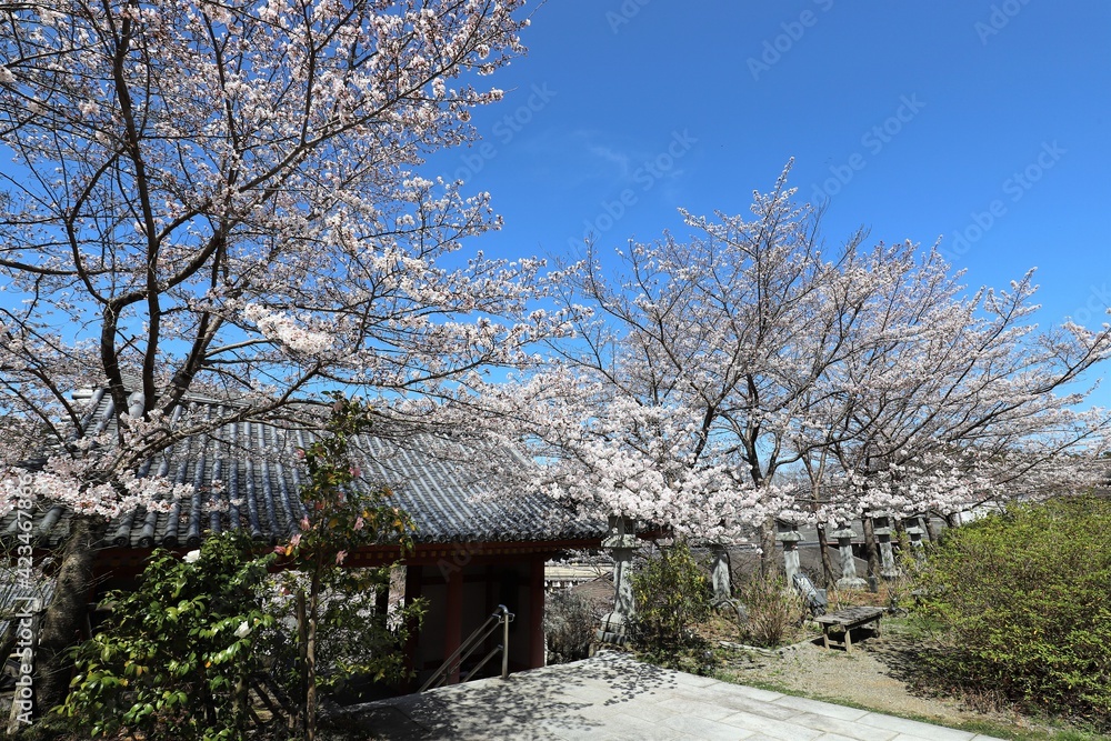 奈良県 壷阪寺の桜大仏 奈良県 壷阪寺の桜大仏