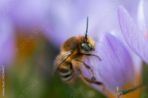 bee on a flower © Vadim Barannikov