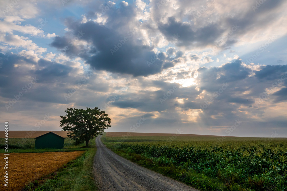 Obraz premium 夏の美瑛町美馬牛の農道の風景 