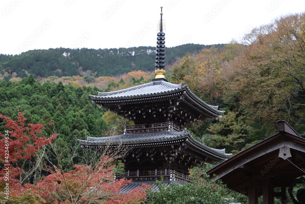 紅葉する浄発願寺にある三重塔 紅葉する浄発願寺にある三重塔