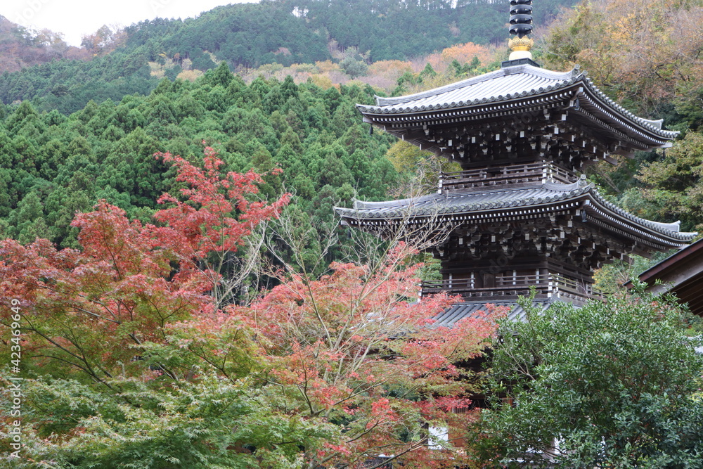 Obraz premium 紅葉する浄発願寺にある三重塔