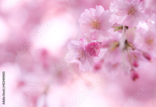 桜 © TMphoto