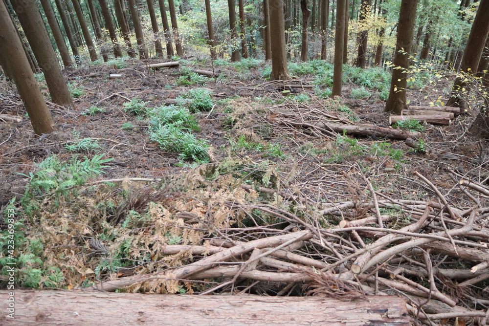 Fototapeta premium 植林された杉を間伐した風景