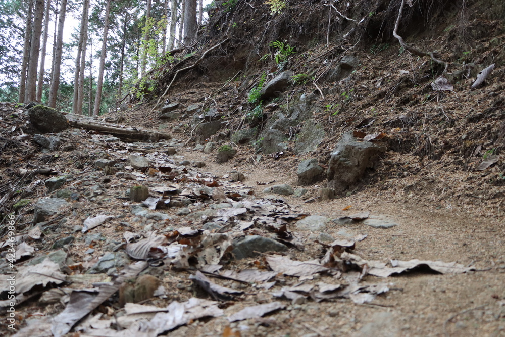 日向渓谷から大山に向かう登山道(九十九曲ハイキングコース) 日向渓谷から大山に向かう登山道(九十九曲ハイキングコース)