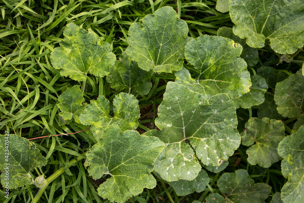 leaves in a garden leaves in a garden