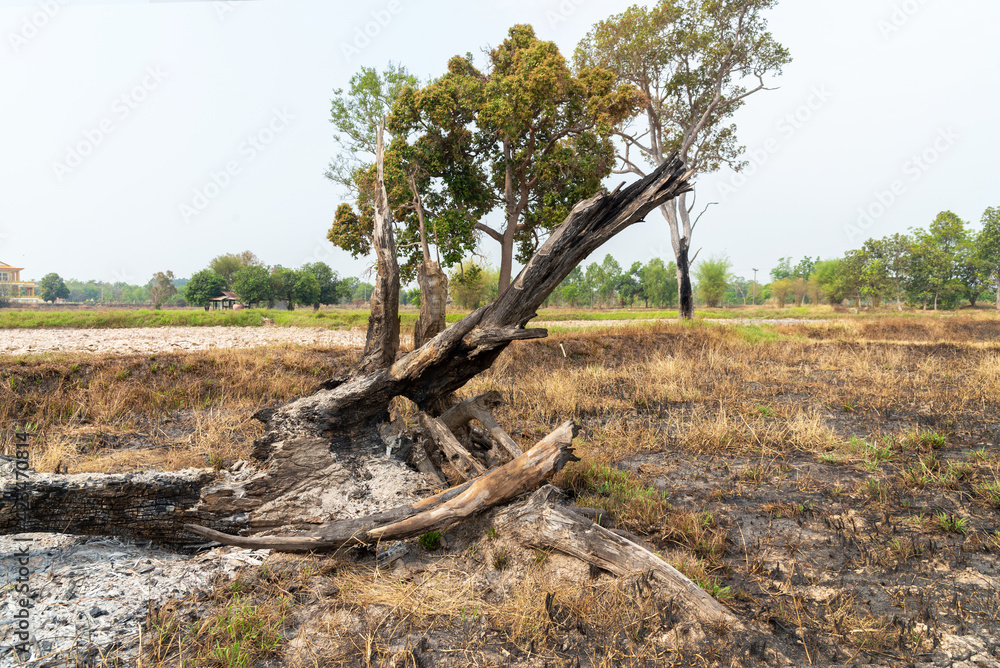 Burnt tree stump at the rice field after harvest, Thailand.