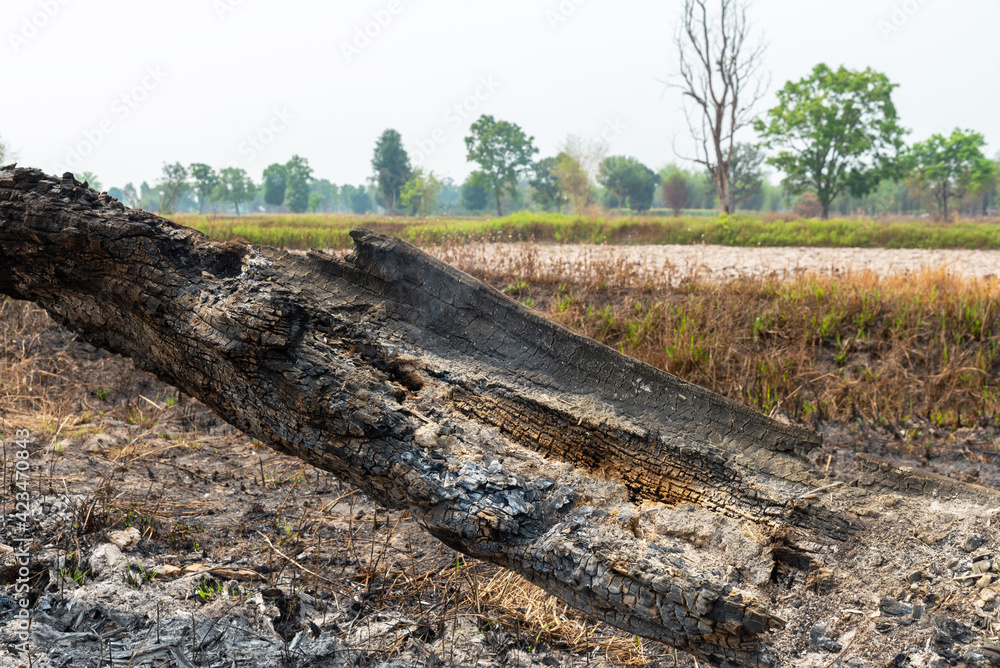 Burnt tree stump at the rice field after harvest, Thailand.