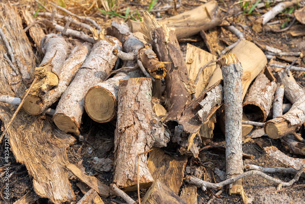 A pile of stacked firewood, prepared for heating the house, Gathering fire wood for winter or bonfire. A pile of stacked firewood, prepared for heating the house, Gathering fire wood for winter or bonfire.