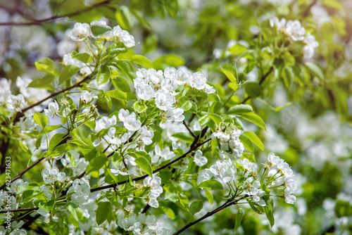 Flowering branch of pear in the garden in spring 