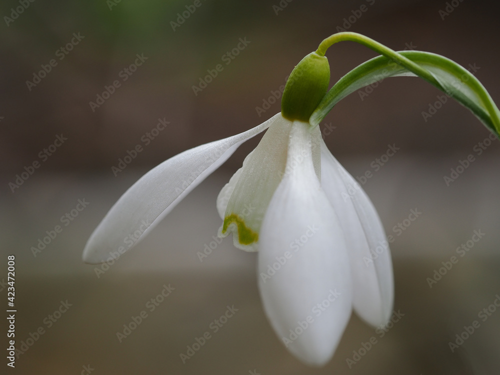 Fototapeta premium White snowdrop