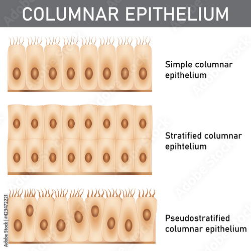 Scientific and medical illustration of the epithelium structure types, cells of simple and stratified columnar epithelium. photo
