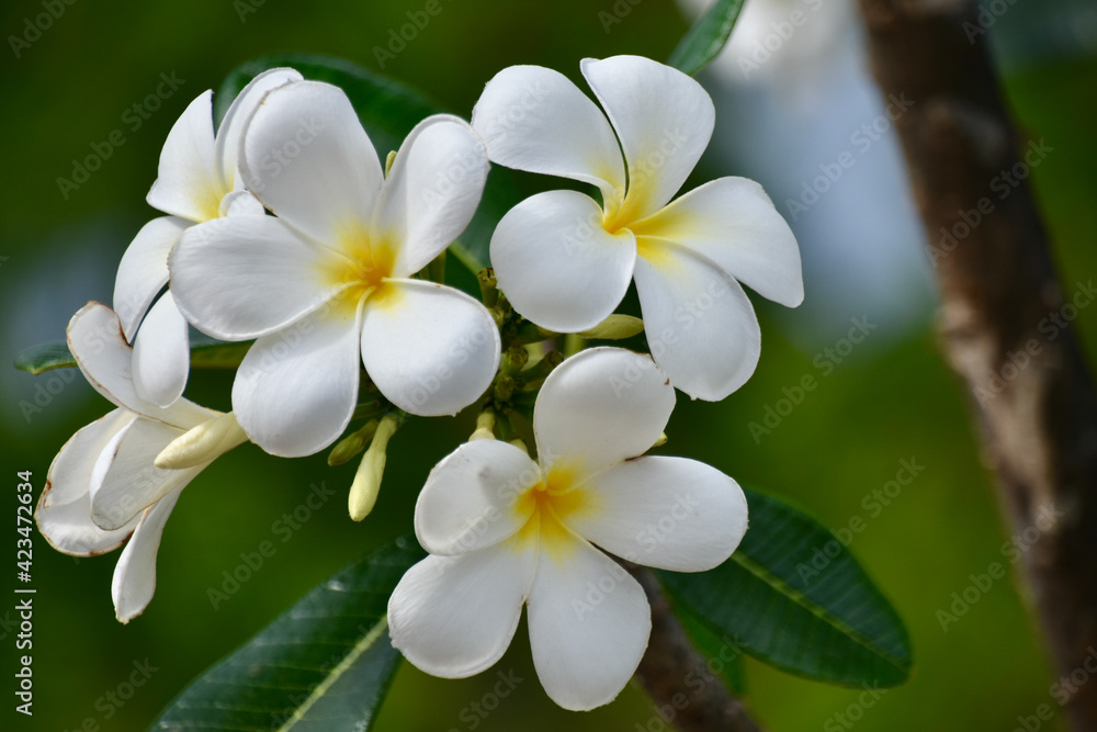 Frangipani Flower Cluster in Southern Vietnam, Close-up