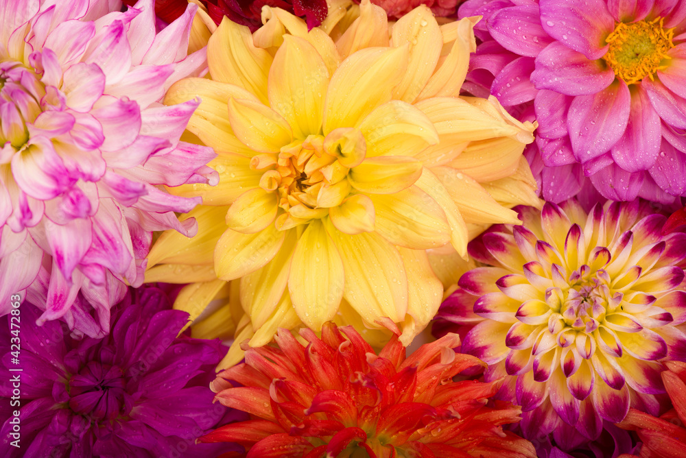 Deautiful flower of pink dahlia isolated on a white background Deautiful flower of pink dahlia isolated on a white background