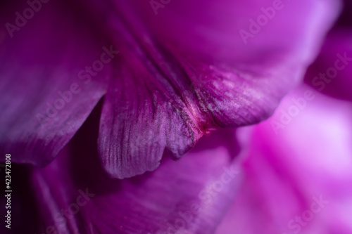 Fototapeta Naklejka Na Ścianę i Meble -  One macro shot of vivid purple tulip flower petals. Floral backdrop