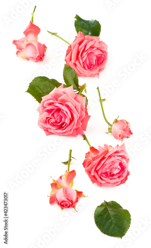 the pink rose flower on white background.