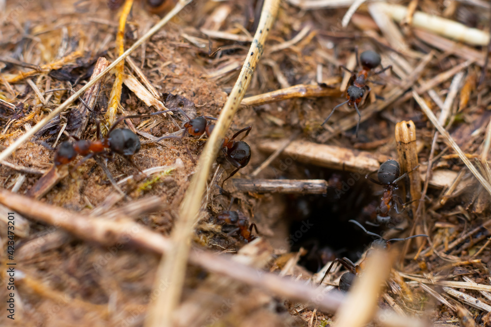 Macro photo of hole made by ants and many running and working ants around it. Anthill