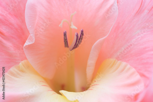 Floral background made of macro gladiolus pink and yellow gradient colored flower with pistils