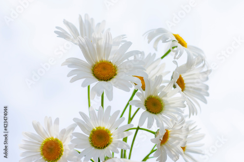 Bouquet of white chamomiles on cloudy sky background as summer composition