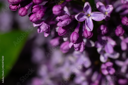 Wet spring garden lilac flower in soft lens.Blurred background with bokeh effect