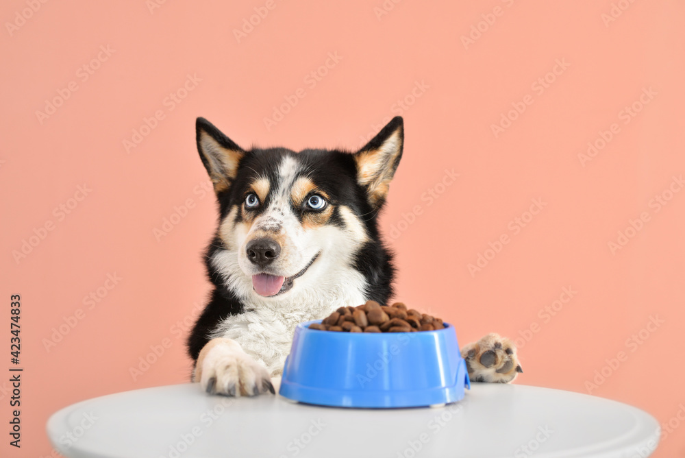 Cute funny dog eating food from bowl on table against color ...