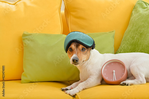 Cute dog with alarm clock and sleep mask on sofa at home photo