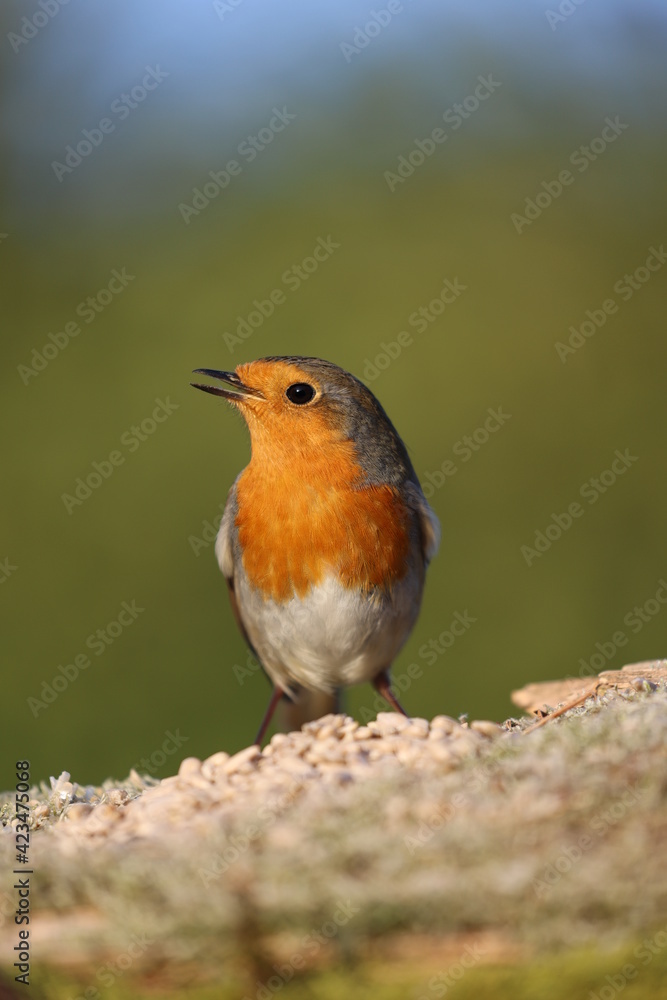 European Robin (Erithacus rubecula) close-up view