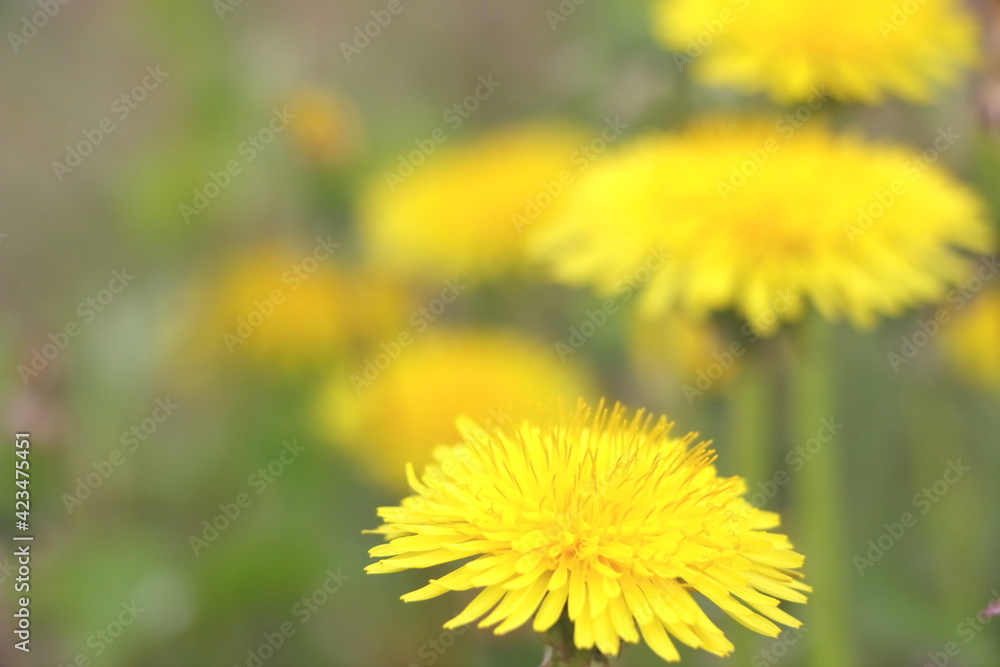 spring flower spring flower