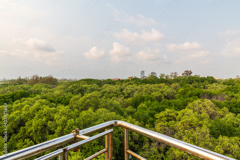 Beautiful lanscape of mangrove forest with river view.