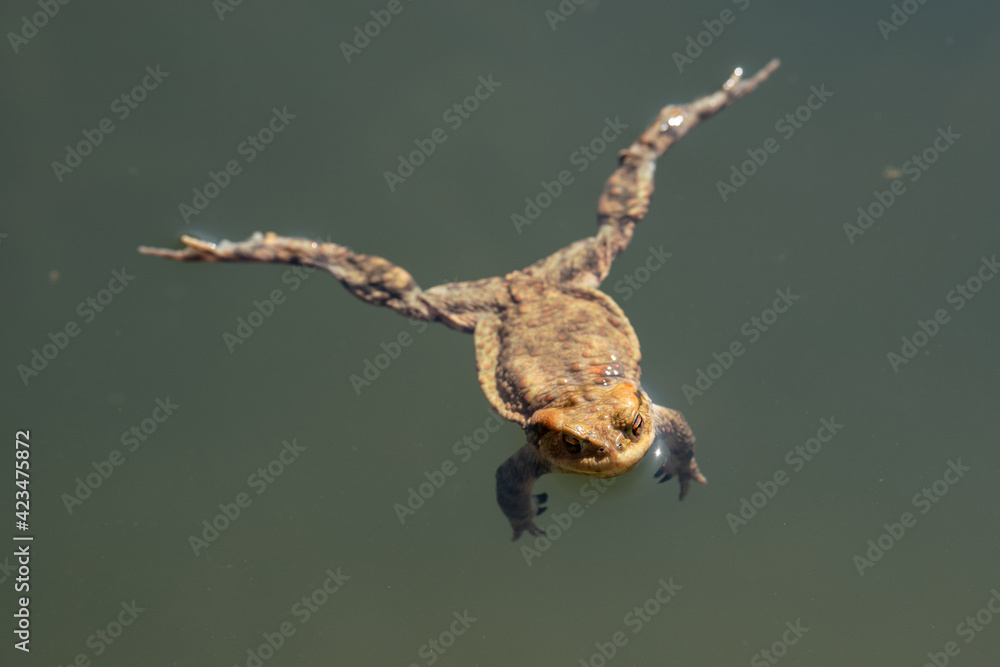 Fototapeta premium frog swimming in a pond