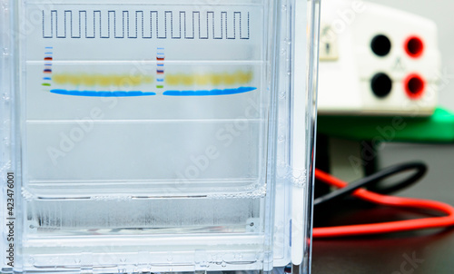 Canvas Print Protein ladder and protein samples were separating by molecular mass on SDS-PAGE