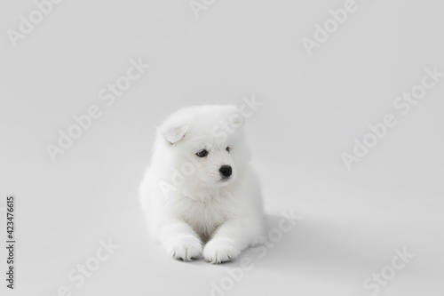 Cute Samoyed puppy on grey background