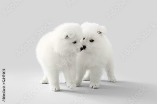 Cute Samoyed puppies on grey background