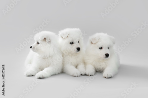 Cute Samoyed puppies on grey background © Pixel-Shot