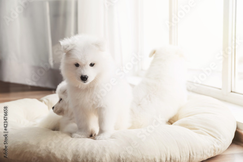 Cute Samoyed puppies resting at home