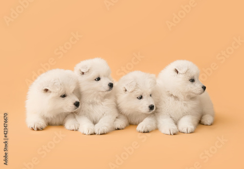 Cute Samoyed puppies on color background © Pixel-Shot