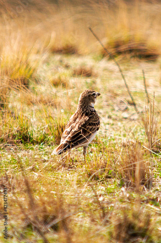 Wallpaper Mural a small gray bird in the steppe among the grass Torontodigital.ca