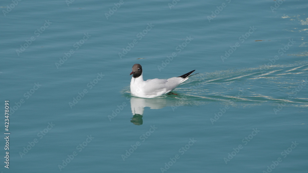 seagull in the water seagull in the water