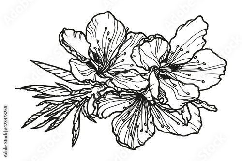 Blooming spring branch. Hand-drawn monochrome sketch in pen and ink. Black outlines of floral illustration on a white background.Botanical drawing for banner, poster, pattern and greeting card design.