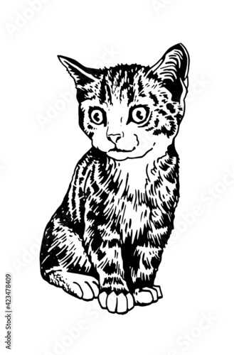 Nice kitten,graphical drawing of domestic pet,illustration for design and books