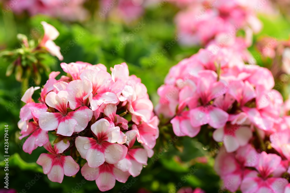 Beautiful pink geranium flower blossom in a garden, Spring season, Nature background