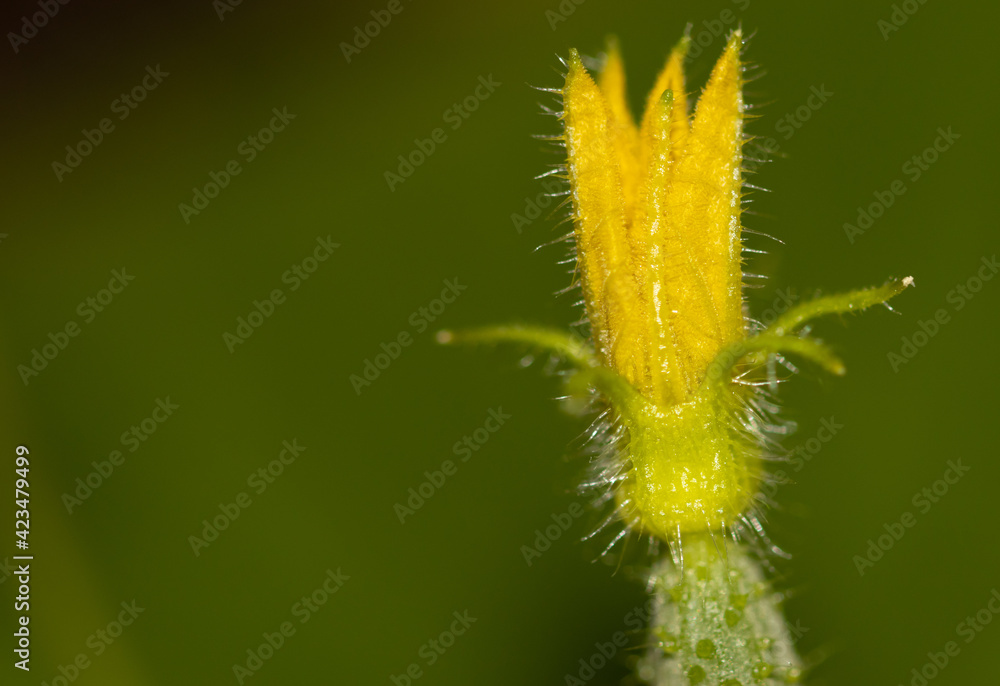 Obraz premium Close-up of a yellow flower on a cucumber.