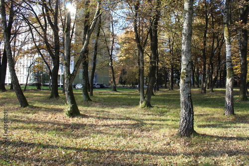 Park in the city of Morshin