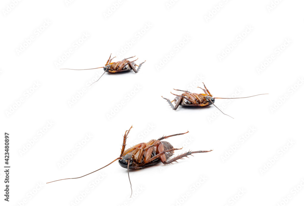 Cockroach dead on white background Cockroach dead on white background